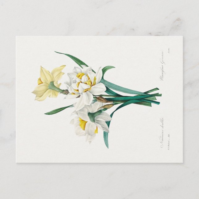Double Daffodil,  Pierre-Joseph Redouté, 1827 Postcard (Front)