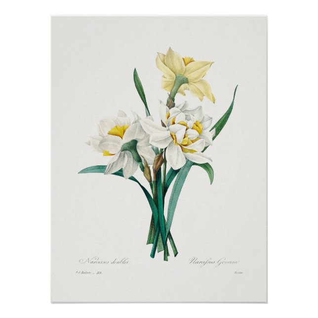 Double Daffodil,  Pierre-Joseph Redouté, 1827 Poster (Front)