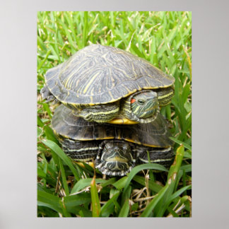 Double Decker Turtles Poster