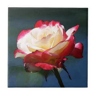 'Double Delight' hybrid tea rose Tile