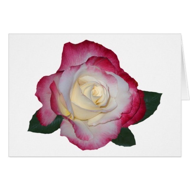 Double Delight Rose (Front Horizontal)