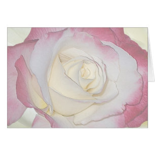 Double Delight Rose