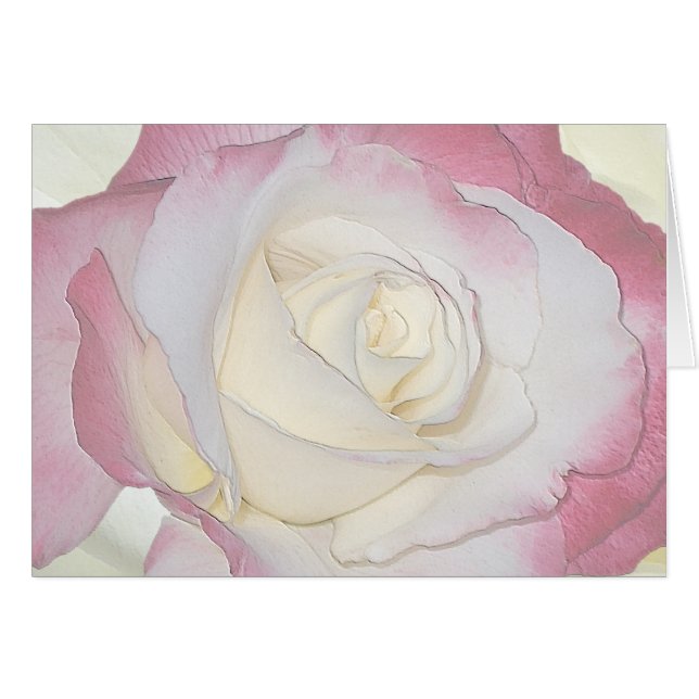 Double Delight Rose (Front Horizontal)