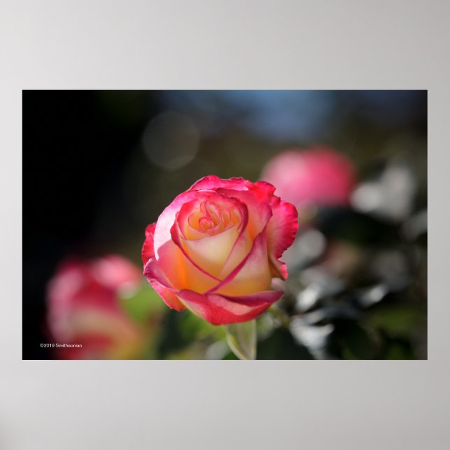 Double Delight Rose Poster (Front)