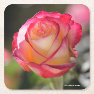 Double Delight Rose Square Paper Coaster
