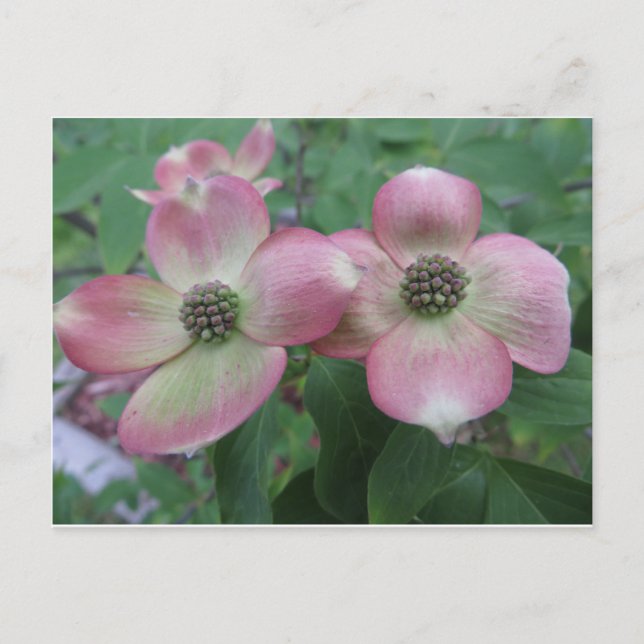 Double Dogwood Postcard (Front)