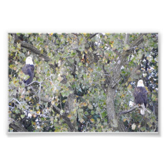 Double Eagle Photo Print