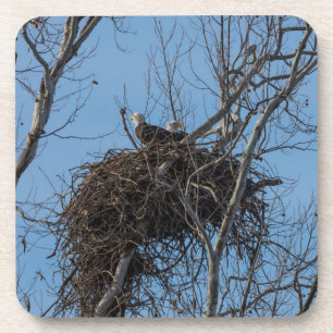 Double Eagle Trouble Coaster