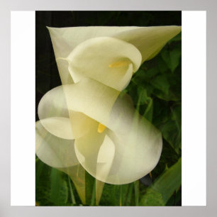 Double Exposure Calla Lily Poster