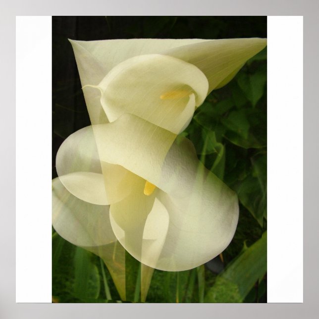 Double Exposure Calla Lily Poster (Front)