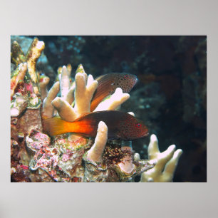 Double Freckled Hawkfish Poster