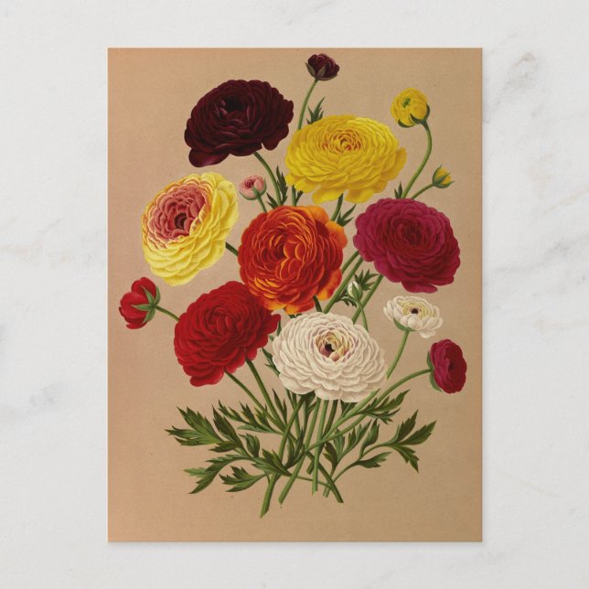 Double French Ranunculus by Arentina Arendsen Postcard (Front)