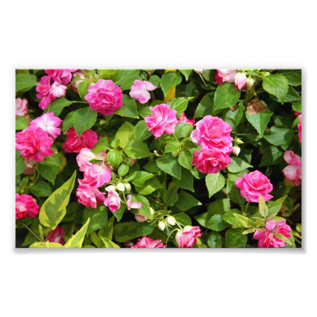 Double Impatiens Photo Print (Front)