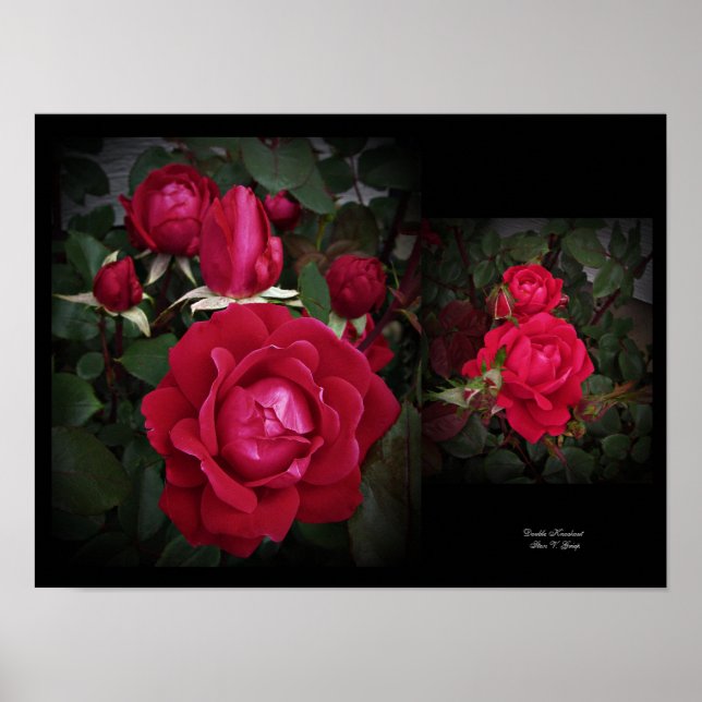 Double Knockout Red Shrub Rose Wall Art by Stan VG (Front)