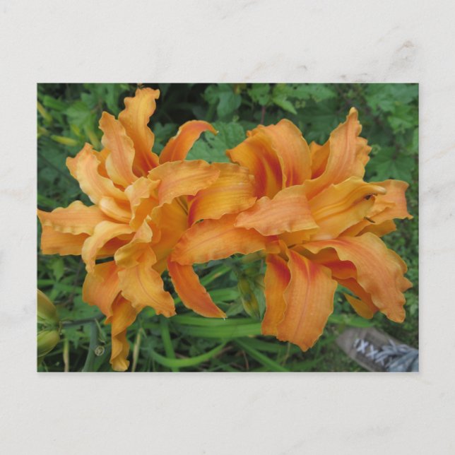 Double Lily Postcard (Front)