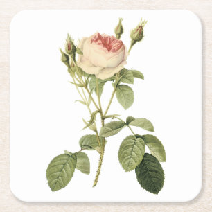 double moss rose by Redouté Square Paper Coaster