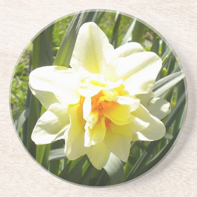 Double Narcissus/Daffodil Coaster (Front)