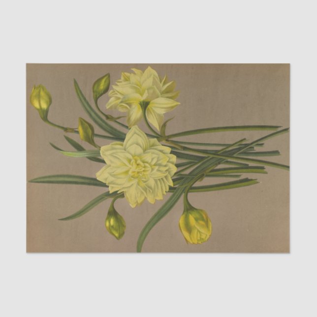 Double Narcissus Sulphur Kroon Silver Phoenix Tissue Paper (Front)