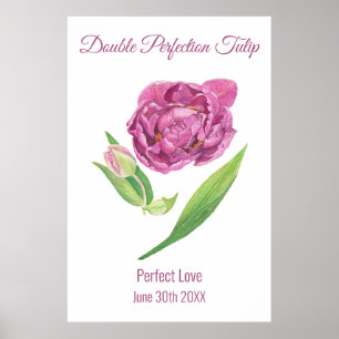 Double perfection tulip pink magenta watercolor poster