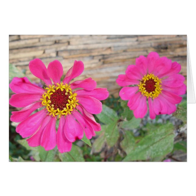 Double pink blooms (Front Horizontal)