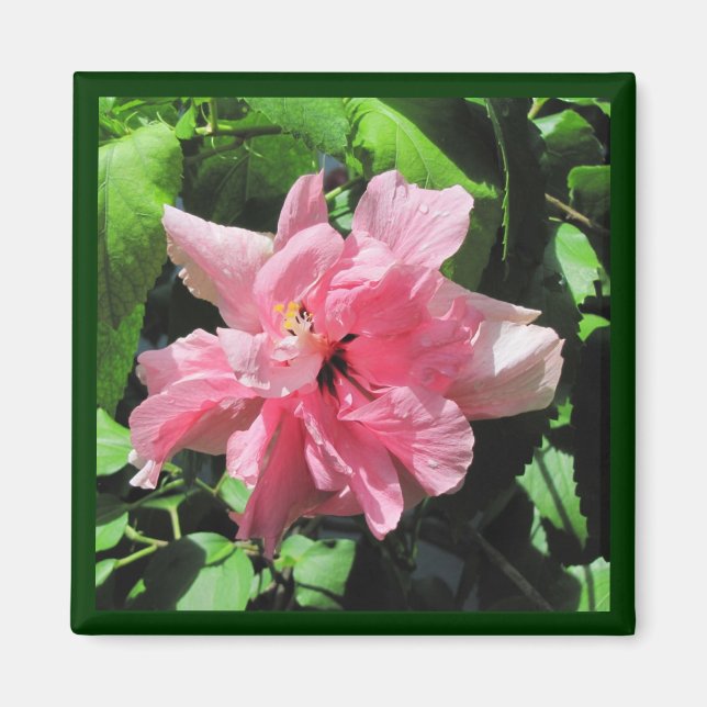 Double Pink Hibiscus with Raindrops Magnet (Front)