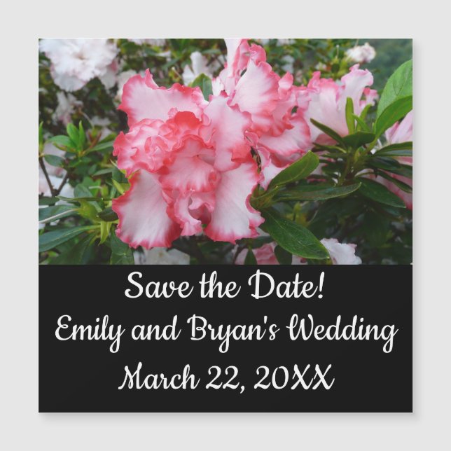 Double Red and White Azaleas Spring Floral (Front)