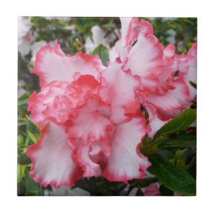 Double Red and White Azaleas Spring Floral Ceramic Tile
