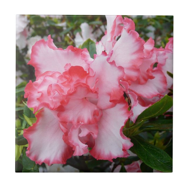 Double Red and White Azaleas Spring Floral Ceramic Tile (Front)