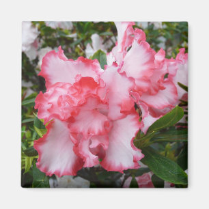 Double Red and White Azaleas Spring Floral Magnet