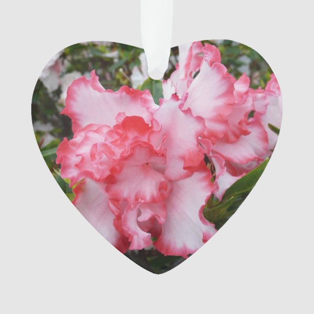 Double Red and White Azaleas Spring Floral Ornament (Front)