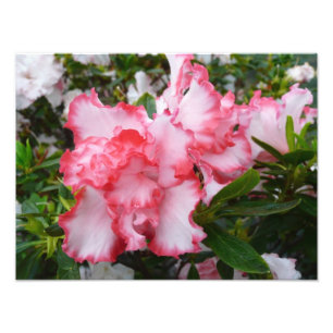 Double Red and White Azaleas Spring Floral Photo Print