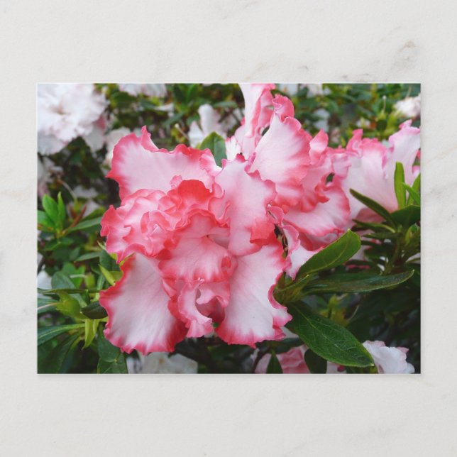 Double Red and White Azaleas Spring Floral Postcard (Front)