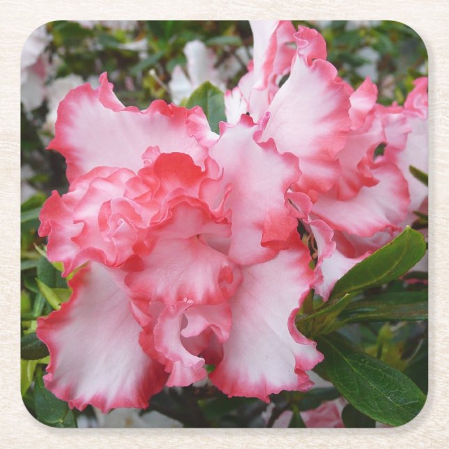 Double Red and White Azaleas Spring Floral Square Paper Coaster (Front)