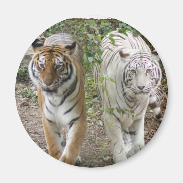 DOUBLE TROUBLE 2 TIGERS ORANGE/WHITE MAGNET (Front)