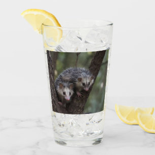 Double Trouble in the Canopy: Twin Possums Glass