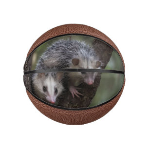 Double Trouble in the Canopy: Twin Possums Mini Basketball