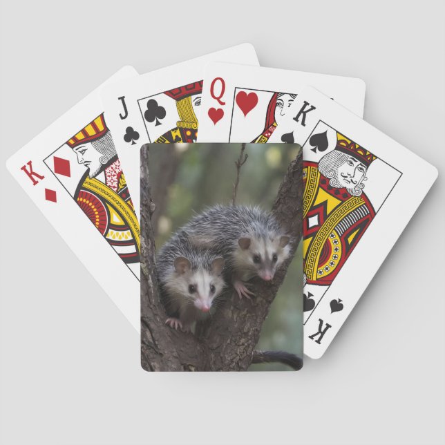 Double Trouble in the Canopy: Twin Possums Playing Cards (Back)