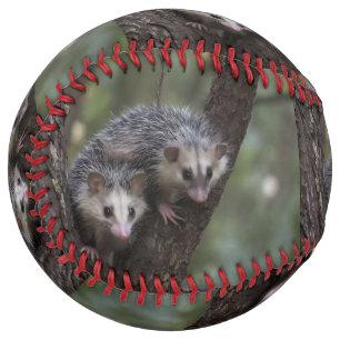 Double Trouble in the Canopy: Twin Possums Softball