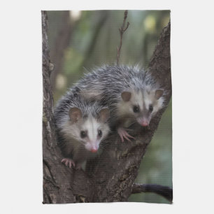 Double Trouble in the Canopy: Twin Possums Tea Towel