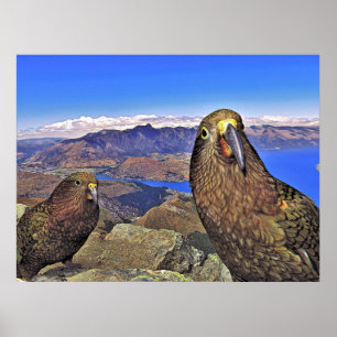 Double Trouble Keas Poster