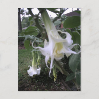 Double White Brugmansia Postcard