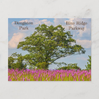 Doughton Park on the Blue Ridge Parkway Postcard