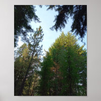 Douglas fir and pine poster