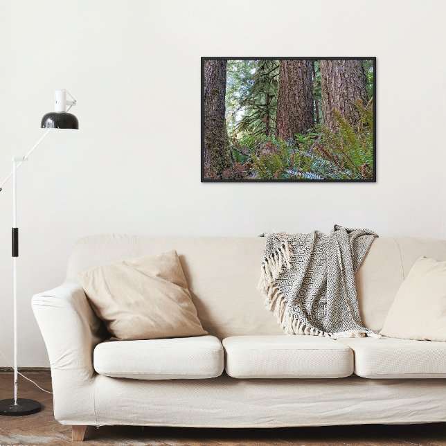 Douglas Fir Conifer Forest Photo Print (In Situ Framed)