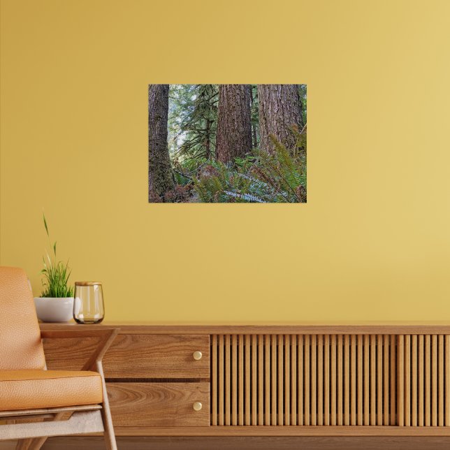 Douglas Fir Conifer Forest Poster (Living Room 2)