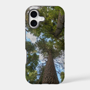 Douglas Fir tree canopy