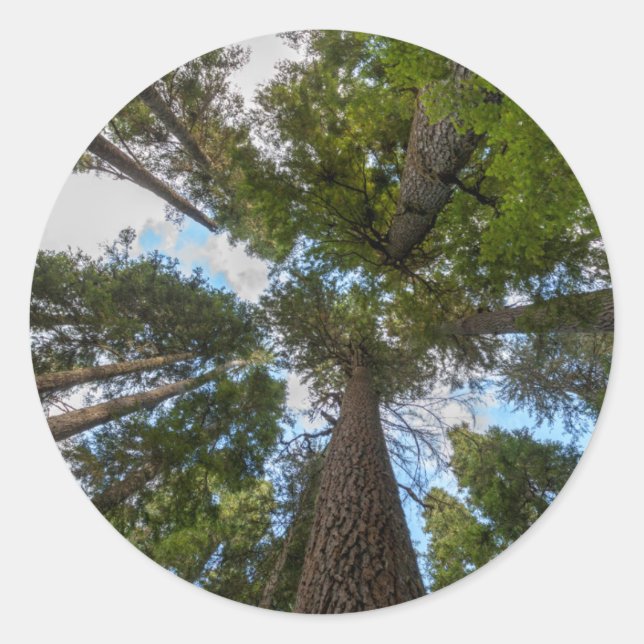 Douglas Fir tree canopy Classic Round Sticker (Front)