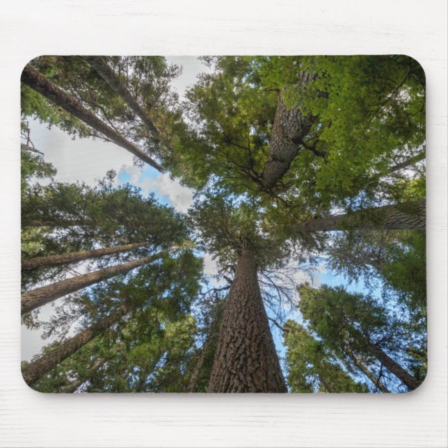 Douglas Fir tree canopy Mouse Pad (Front)