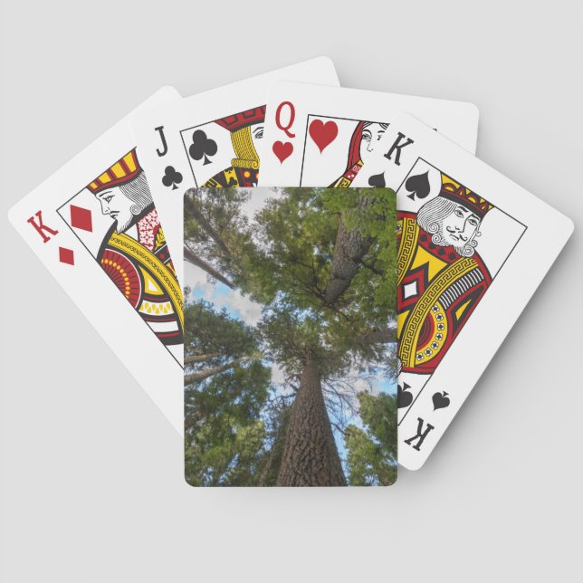 Douglas Fir tree canopy Playing Cards (Back)
