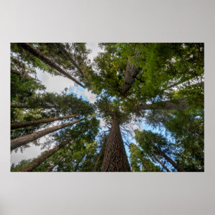 Douglas Fir tree canopy Poster